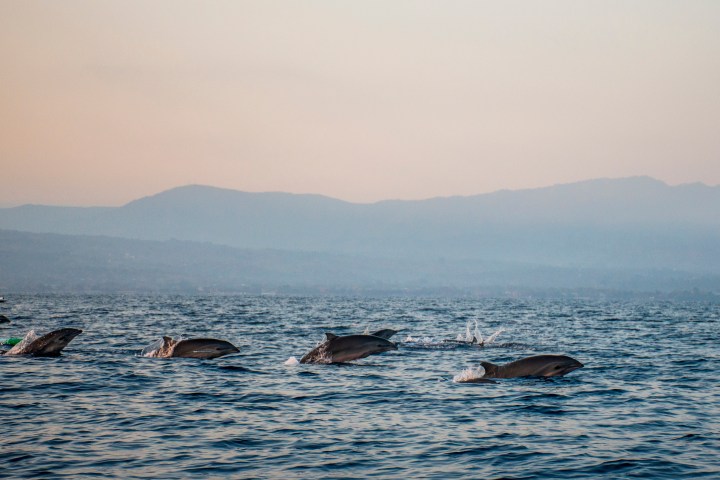 Dolphins swimming in the ocean with mountains in the background at dusk.