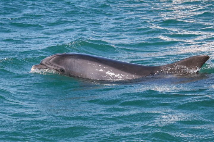 Dolphin swimming in clear blue ocean water.