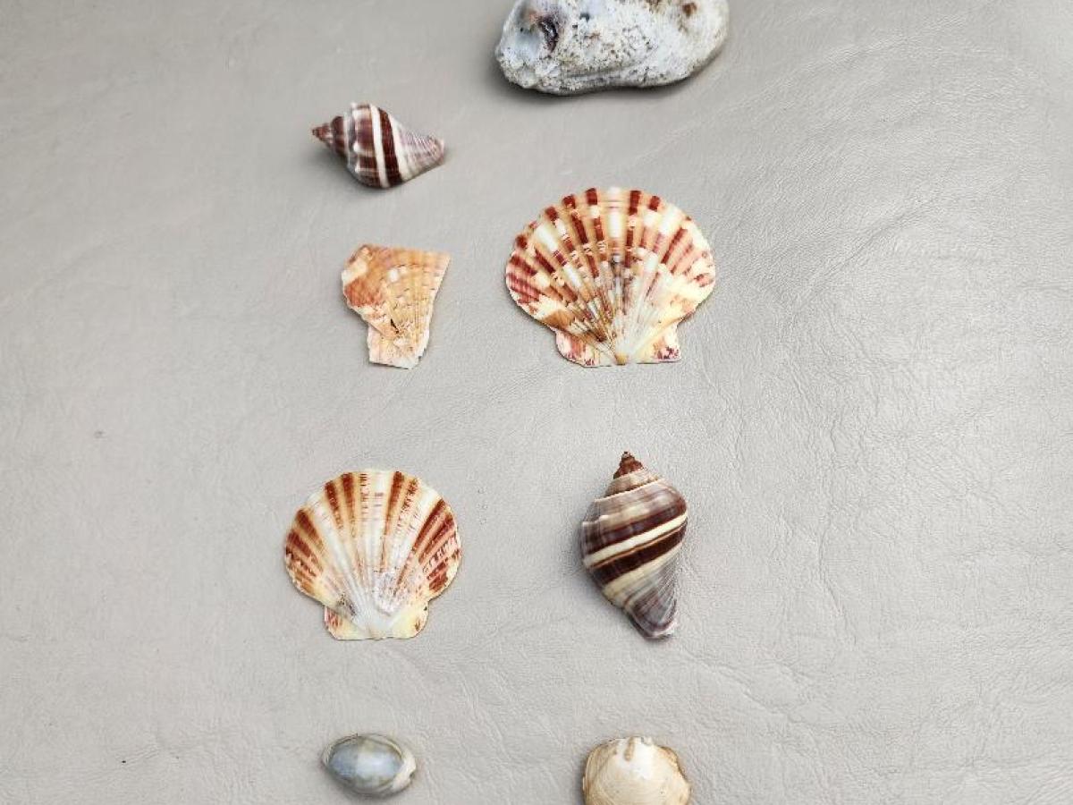 Various seashells arranged on a beige surface with one larger white stone at the top.