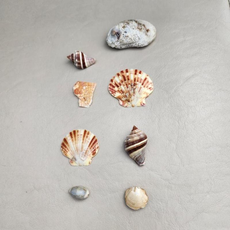 Various seashells arranged on a beige surface with one larger white stone at the top.